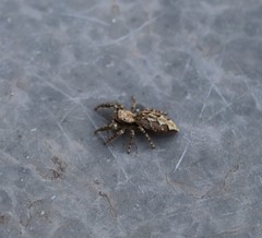 Marpissa muscosa
