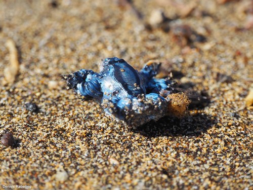 photo of Sea Swallow (Glaucus atlanticus)