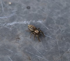 Marpissa muscosa