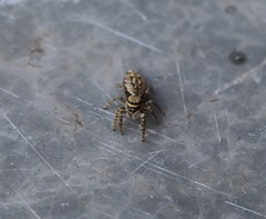 Marpissa muscosa
