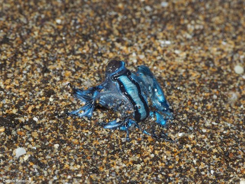 photo of Sea Swallow (Glaucus atlanticus)