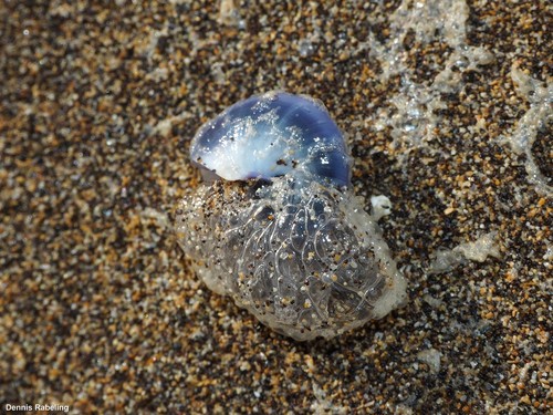 photo of Violet Sea Snail (Janthina janthina)