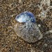 photo of Violet Sea Snail (Janthina janthina)