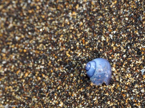 photo of Elongated Violet Snail (Janthina umbilicata)