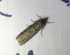Pyla fusca