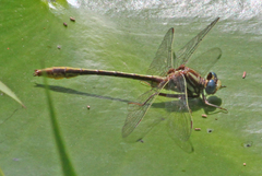Phanogomphus minutus