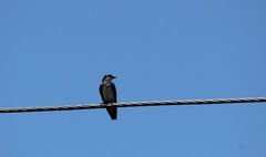 Tachycineta albilinea