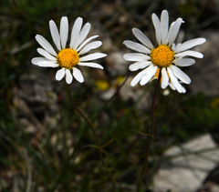 Leucanthemum graminifolium