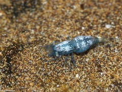 Hippolyte coerulescens