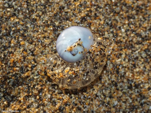 photo of Violet Sea Snail (Janthina janthina)