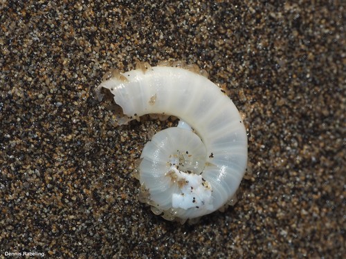 photo of Ram's Horn Squid (Spirula spirula)