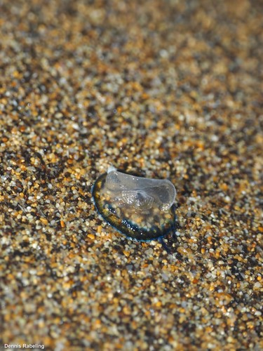 photo of By-the-wind Sailor (Velella velella)