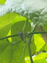 Piezosternum subulatum