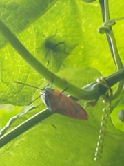 Piezosternum subulatum