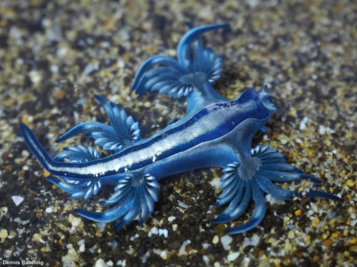 photo of Sea Swallow (Glaucus atlanticus)