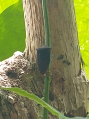 Piezosternum subulatum