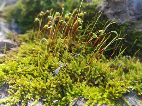 Paprastoji bukasnapė nuotrauka