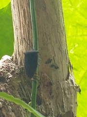 Piezosternum subulatum