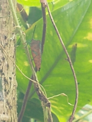 Piezosternum subulatum