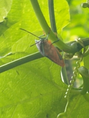 Piezosternum subulatum