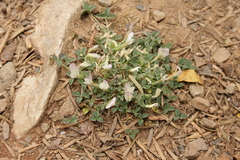 Trifolium uniflorum