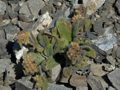Myosotis traversii cantabrica