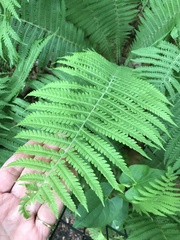 Matteuccia struthiopteris