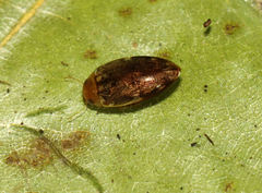 Laccophilus proximus