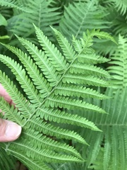 Matteuccia struthiopteris