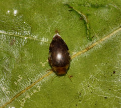 Laccophilus proximus