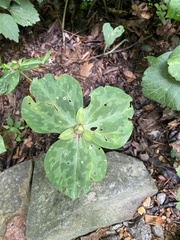 Trillium luteum