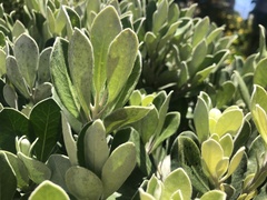 Pittosporum crassifolium