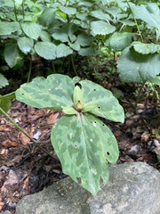 Trillium luteum