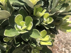 Pittosporum crassifolium