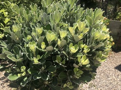 Pittosporum crassifolium