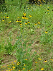Rudbeckia maxima