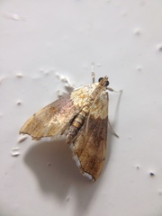 Agrotera nemoralis