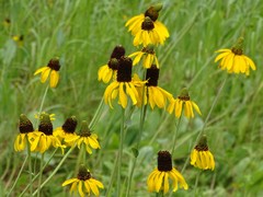 Rudbeckia maxima