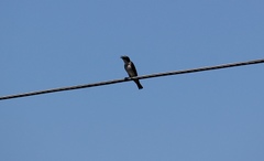 Tachycineta albilinea