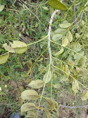 Zanthoxylum