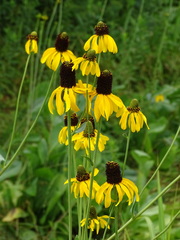 Rudbeckia maxima