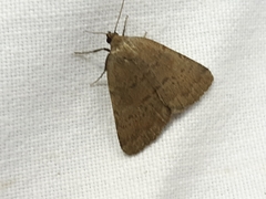 Acosmetia caliginosa