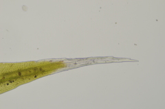 Racomitrium lawtonae