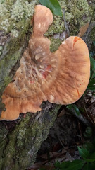 Piptoporellus soloniensis