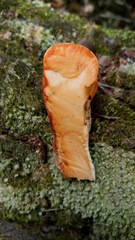 Piptoporellus soloniensis