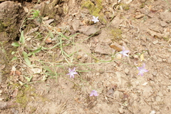 Campanula spatulata spruneriana