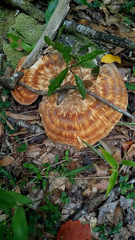 Piptoporellus soloniensis