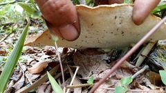 Piptoporellus soloniensis