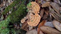 Piptoporellus soloniensis