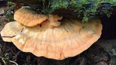 Piptoporellus soloniensis